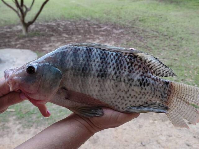 #6051 - Chácara para Venda em Jacareí - SP